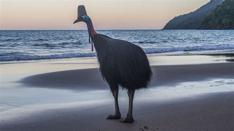 biggestbird74 .